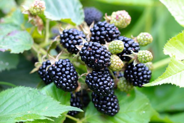 Blackberry Bush Removal in Saint Cloud