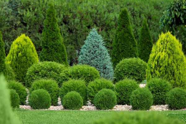 Cost of Bush Shaping Service in Saint Cloud