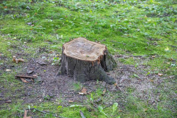 Bush Stump Removal in Saint Cloud