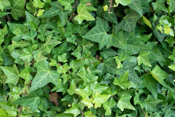 Cost of English Ivy Removal in Saint Cloud