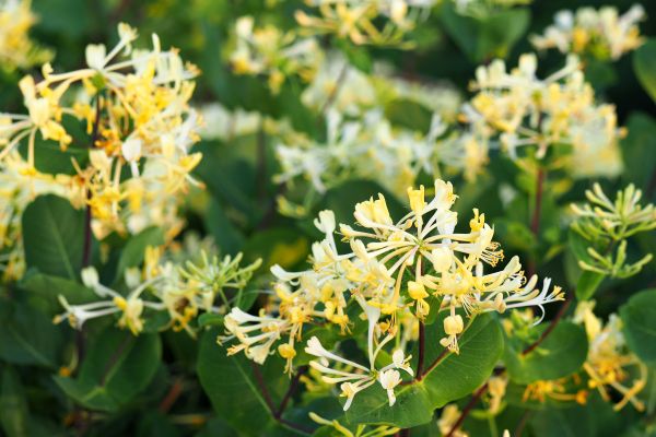 Cost of Honeysuckle Removal in Saint Cloud