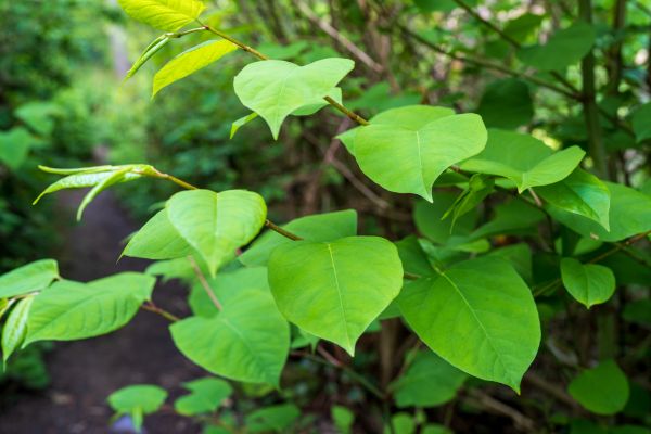 Cost of Invasive Plant Removal in Saint Cloud