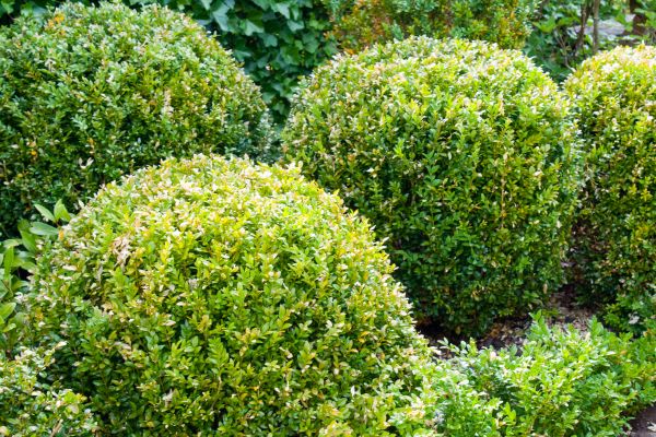Cost of Landscape Trimming Service in Saint Cloud