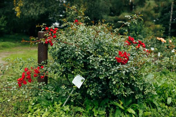 Cost of Rose Bush Removal in Saint Cloud