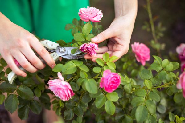 Cost of Rose Trimming in Saint Cloud