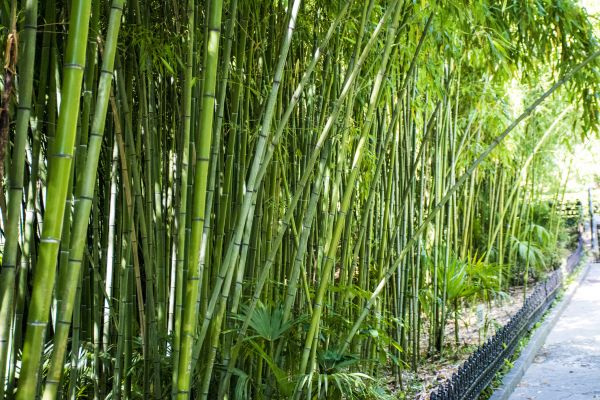 Cost of Bamboo Root Removal in Saint Cloud