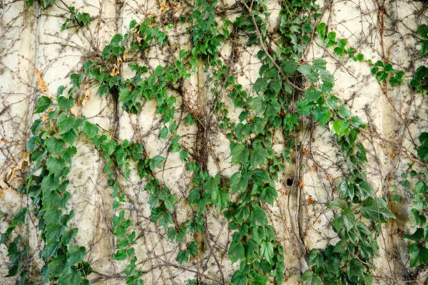 Cost of Vine Removal Service in Saint Cloud