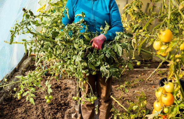 Cost of Garden Plant Removal in Saint Cloud