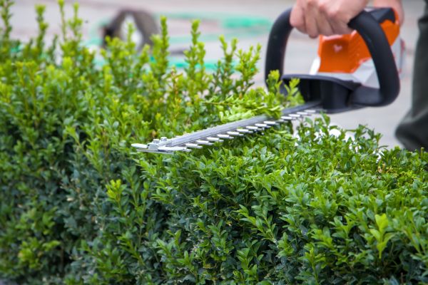 Hedge Shearing in Saint Cloud