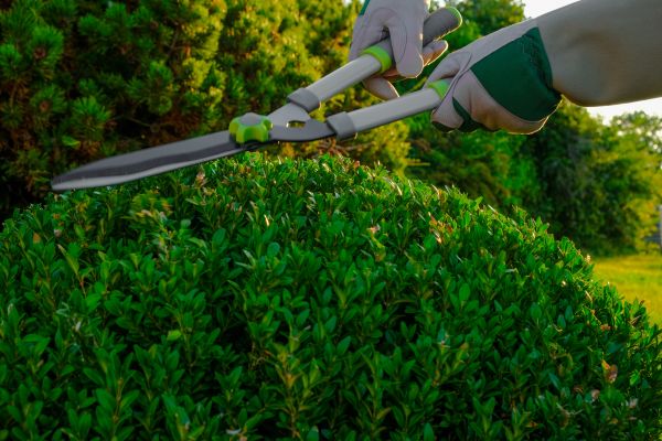 Cost of Topiary Shearing in Saint Cloud