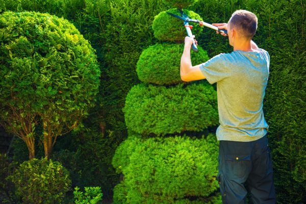 Cost of Topiary Shaping in Saint Cloud