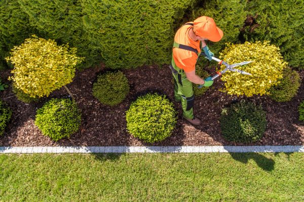 Cost of Topiary Trimming in Saint Cloud