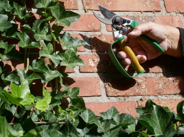 Cost of Ivy Removal Service in Saint Cloud