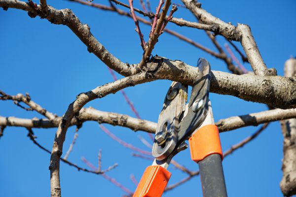 Cost of Selective Pruning in Saint Cloud