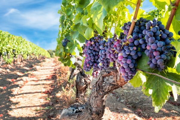 Grapevine Pruning in Saint Cloud