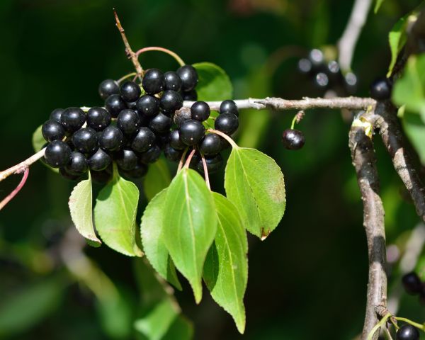 Cost of Buckthorn Removal in Saint Cloud