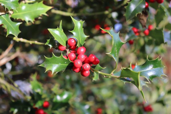 Cost of Holly Tree Trimming in Saint Cloud