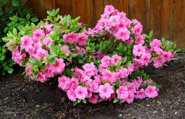 Cost of Azaleas Removal in Saint Cloud