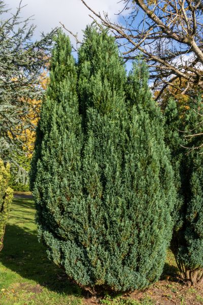 Cost of Juniper Trimming in Saint Cloud