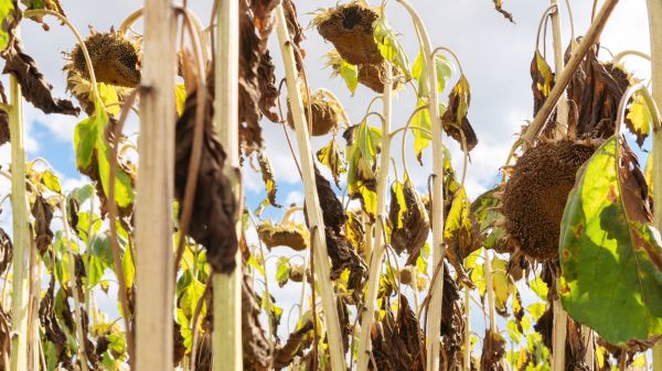 Cost of Dead Plant Removal in Saint Cloud