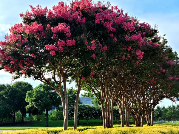 Crepe Myrtle Pruning in Saint Cloud