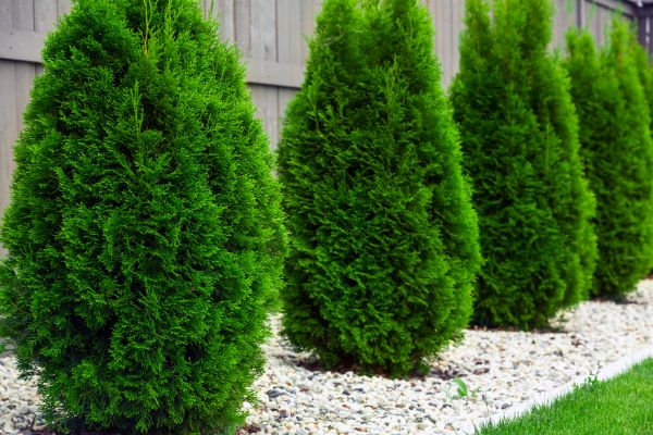 Cost of Arborvitae Pruning in Saint Cloud
