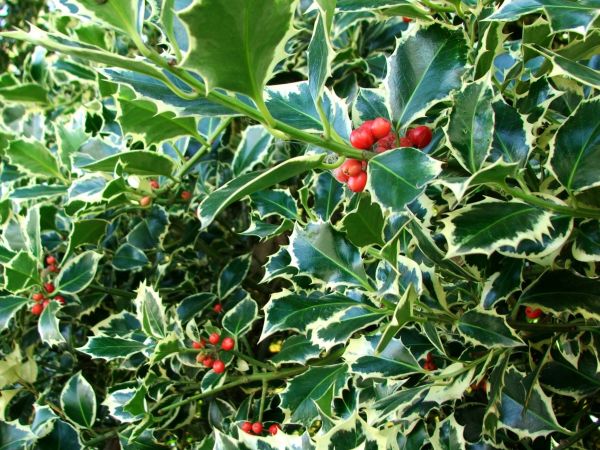 Cost of Holly Bushes Trimming in Saint Cloud