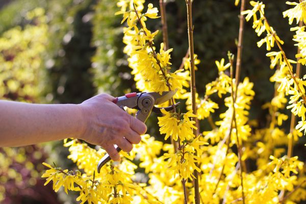 Forsythia Pruning in Saint Cloud