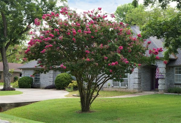 Crepe Myrtle Trimming in Saint Cloud