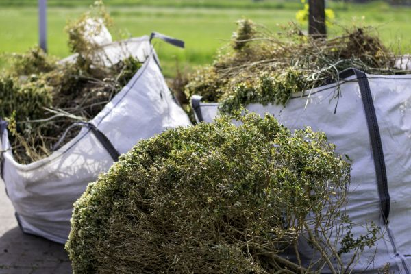 Shrubs Removal in Saint Cloud