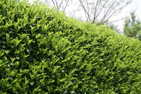 Cost of Laurel Shrub Removal in Saint Cloud