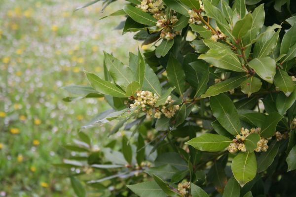 Cost of Laurel Trimming in Saint Cloud