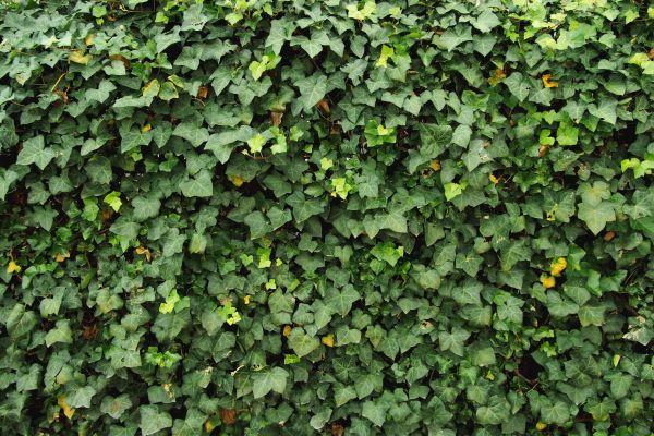 Cost of Ivy Pruning service in Saint Cloud