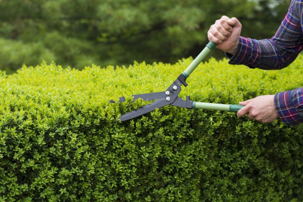 Cost of Evergreen Shrub Pruning in Saint Cloud