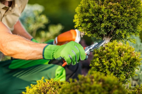 Cost of Landscape Pruning Service in Saint Cloud