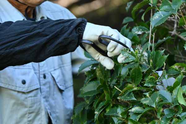 Holly Pruning in Saint Cloud