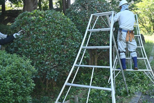 Cost of Holly Shaping in Saint Cloud