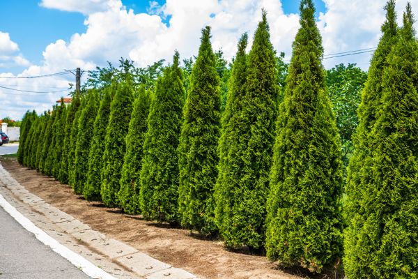 Cost of Arborvitae Shearing in Saint Cloud