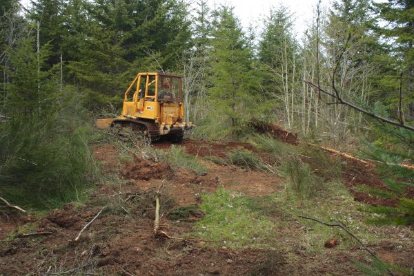 Cost of Shrubbery Clearing in Saint Cloud