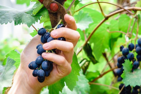 Cost of Vineyard Pruning in Saint Cloud
