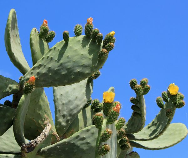 Cost of Cactus Removal in Saint Cloud