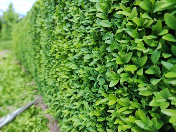 Boxwood Pruning in Saint Cloud