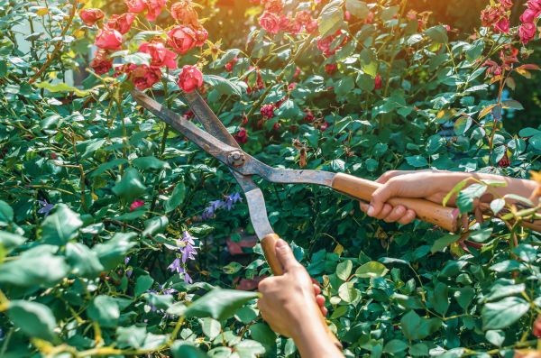 Knockout Roses Pruning in Saint Cloud