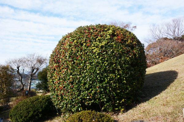 Cost of Holly Shrub Pruning in Saint Cloud