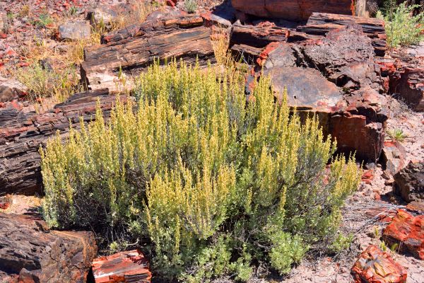 Cost of Sagebrush Removal in Saint Cloud