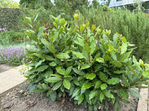 Cost of Laurel Hedge Trimming in Saint Cloud
