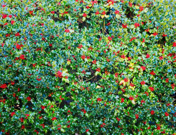 Cost of Holly Bush Removal in Saint Cloud
