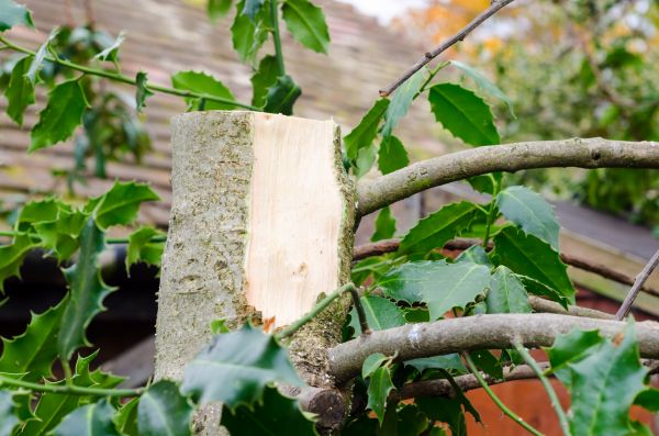 Cost of Holly Tree Removal in Saint Cloud