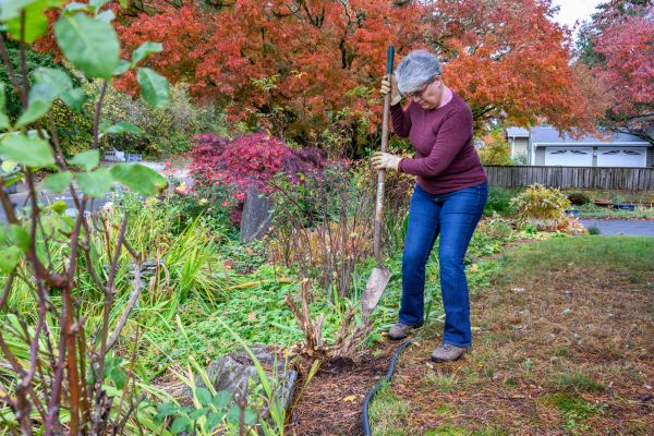 Cost of Dead Bush Removal in Saint Cloud