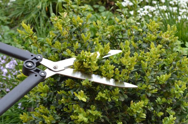Boxwood Trimming in Saint Cloud